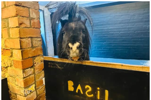 Up to four people can spend a couple of days sleeping next door to the stable full of animals and Basil the miniature horse. (Photo: Brittany - Airbnb listing) 