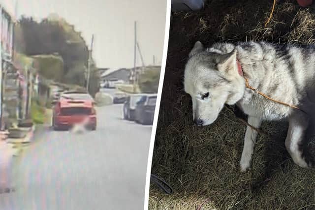 Daisy the husky was dragged behind the car for about 200 metres (Photo: SWNS)