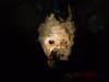 Halloween: Wessex Water workers find creepy doll’s head lurking in a sewer in Bristol