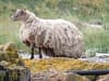 Britain's loneliest sheep: Scottish SPCA plan rescue mission as petition to rescue stranded ewe nears 50,000