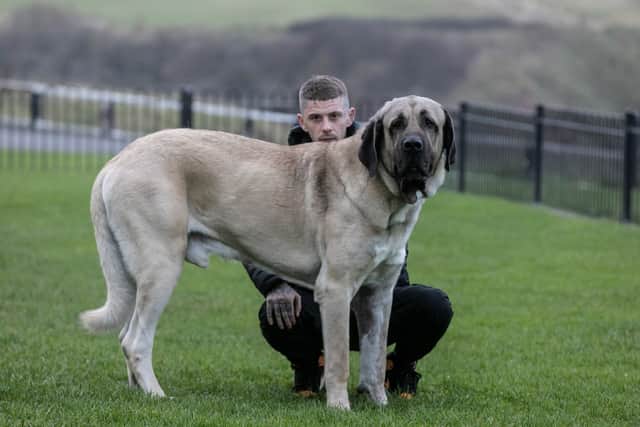 Owner Dylan Shaw said his dog, a Turkish Malakli, weighs 18-stone and costs him £4,000 a year to feed.