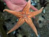 Starfish: new research suggests sea creature's bodies might actually be one big head