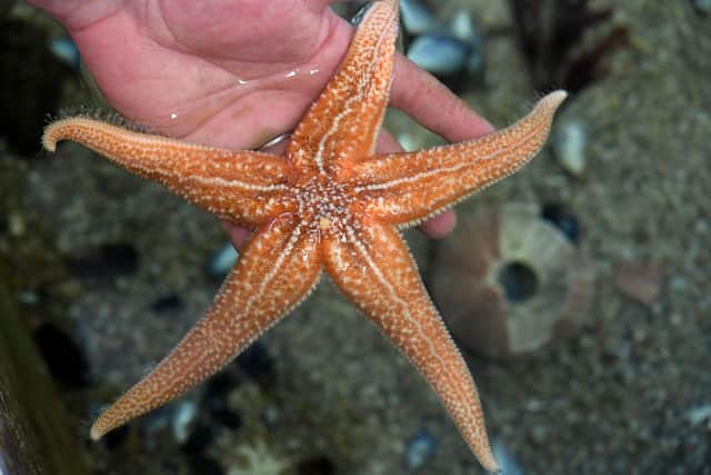 The new study suggests starfish bodies are in face a single head (Photo by FRED TANNEAU/AFP via Getty Images)