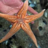 The new study suggests starfish bodies are in face a single head (Photo by FRED TANNEAU/AFP via Getty Images)