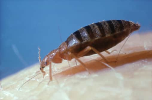 Ealing Central Library in London has been temporarily closed after bedbugs were found. 
