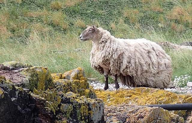 The sheep, now bogged down by a heavy fleece, is thought to have been stranded for two years (Photo: Peter Jolly - Northpix)