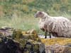 Britain's loneliest sheep: 'complex' rescue mission for stranded ewe delayed as SSPCA face mounting hurdles