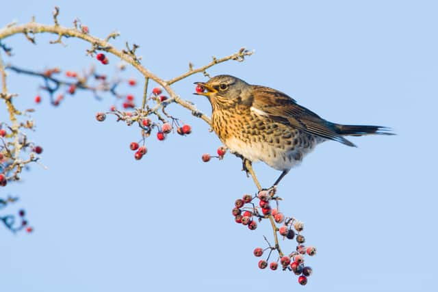 Hawthorn berries are an important food source for migratory birds, like fieldfares (Photo: Alamy Stock/Woodland Trust/Supplied)