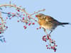 Hawthorn berries: bumper autumn crop UK's biggest on record - and it's good news for wildlife