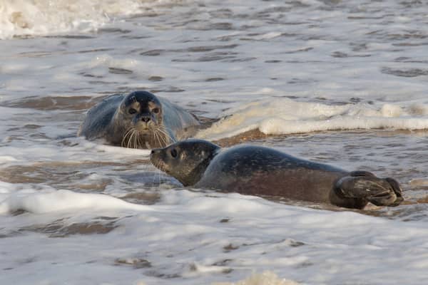 Rubicon and Nesquik taking their first dip in the sea (Photo: SEA LIFE Hunstanton/Supplied)