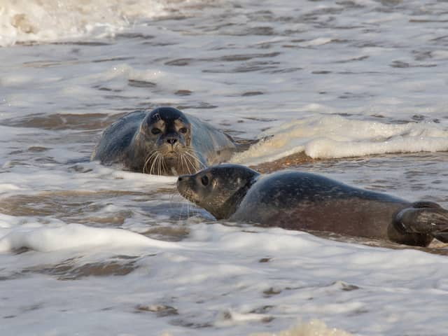 Rubicon and Nesquik taking their first dip in the sea (Photo: SEA LIFE Hunstanton/Supplied)