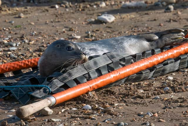 Sea Life say one of the young seals was a little uncertain about his new home at first (Photo: SEA LIFE Hunstanton/Supplied)