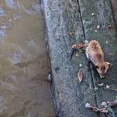 The fox was found floating down the River Thames on planks of wood (RSPCA/SWNS)