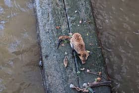 The fox was found floating down the River Thames on planks of wood (RSPCA/SWNS)