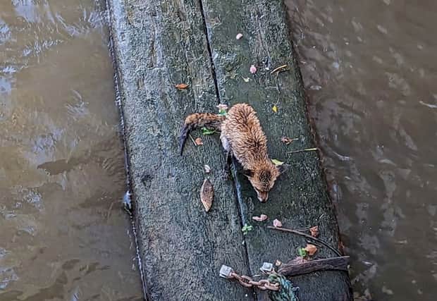 The fox was found floating down the River Thames on planks of wood (RSPCA/SWNS)