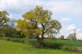 The Darwin Oak is Shropshire is thought to be 550 years old (Photo: Woodland Trust/Supplied)