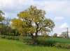 Charles Darwin Oak: Council approves felling of 550-year-old tree linked to famed naturalist for new bypass