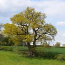 The Darwin Oak is Shropshire is thought to be 550 years old (Photo: Woodland Trust/Supplied)