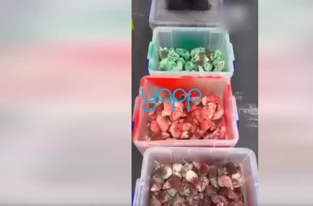 Screenshot from a video seemingly showing live mice being thrown into a McDonald's in Birmingham Screenshot taken from YappAppNews on Facebook  

