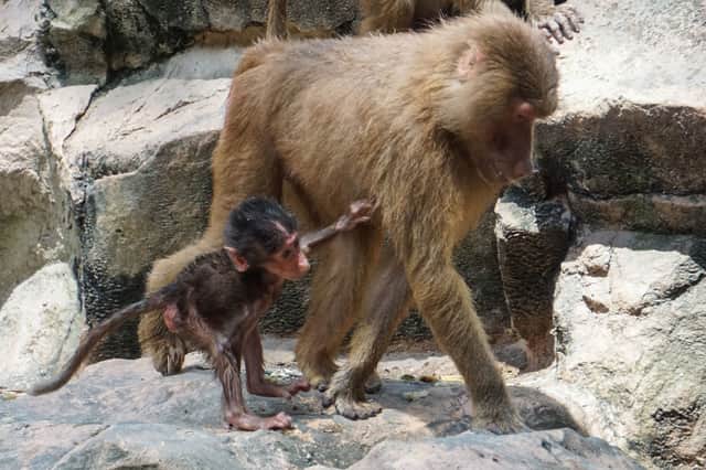 The mystery of why baboons were found so far from their natural habitat and in ancient Egypt has been revealed (Image: ROSLAN RAHMAN/AFP via Getty Images)