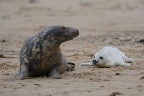 A newborn grey seal pup with its mother on the beach at Horsey in Norfolk, as the pupping season begins (Photo: Joe Giddens/PA Wire)