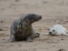 First baby seals spotted on Norfolk coast as pupping season gets underway
