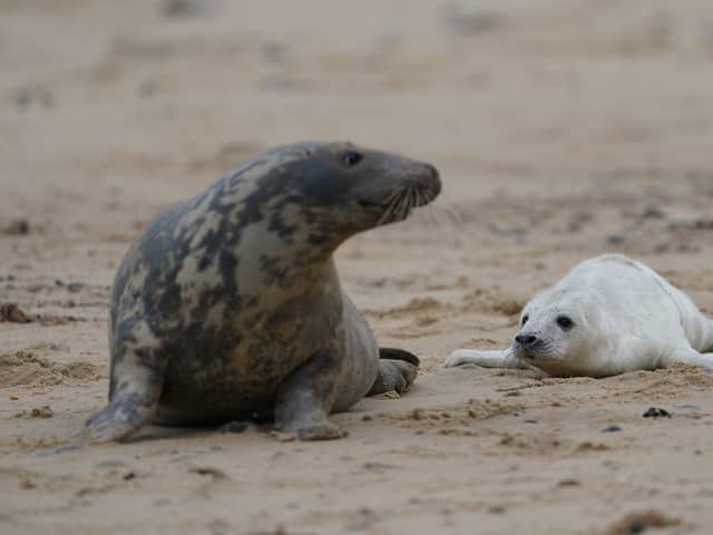 A newborn grey seal pup with its mother on the beach at Horsey in Norfolk, as the pupping season begins (Photo: Joe Giddens/PA Wire)