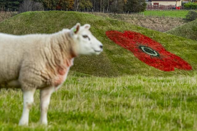 One of the 30ft-wide poppies are painted onto grass pyramids alongside the M8 motorway in West Lothian (SWNS)