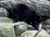 Watch: Bear steals US fisherman's freshly-caught salmon as he watches in disbelief