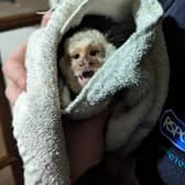 One pet marmoset recently had to be put to sleep after developing severe bone disease from an incorrect diet (RSPCA Cymru/Supplied)