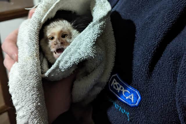 One pet marmoset recently had to be put to sleep after developing severe bone disease from an incorrect diet (RSPCA Cymru/Supplied)