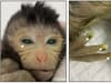 Chimera: scientists create a monkey with two sets of DNA - but it was euthanased 10 days later