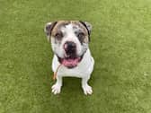 Apollo, a three-year-old American bulldog, has been at the RSPCA's Doncaster and Rotherham branch in South Yorkshire, since November last year