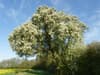 Cubbington Pear: 200-year-old tree of the year felled to make way for controversial HS2 is growing back