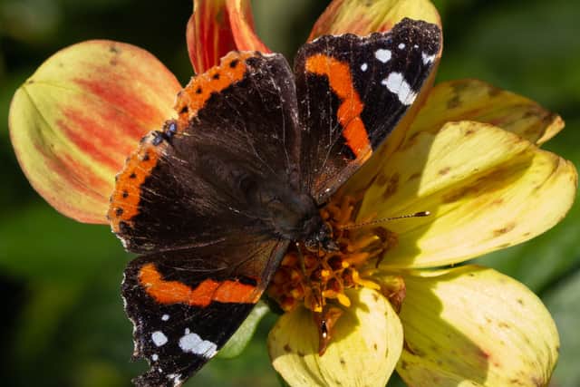 A Cambridgeshire woman has spotted red admiral butterflies in her garden in November (Photo: Gill Marchant / SWNS)