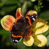 A Cambridgeshire woman has spotted red admiral butterflies in her garden in November (Photo: Gill Marchant / SWNS)