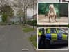 Sheffield XL Bully attack: dog and owner injured after attack by two dogs believed to be XL Bullies