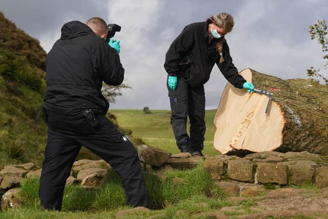 Forensic investigators from Northumbria Police examine the downed Sycamore Gap tree after its illegal felling (Photo: Owen Humphreys/PA Wire)