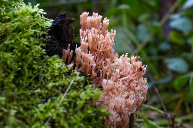 A rare candelabra coral fungus has been spotted in Kent (Photo: Tim Horton/Kent Wildlife Trust/SWNS)