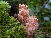 Candelabra coral: 'Fabulous' fungus so rare it was once thought to be extinct in UK spotted in Kent