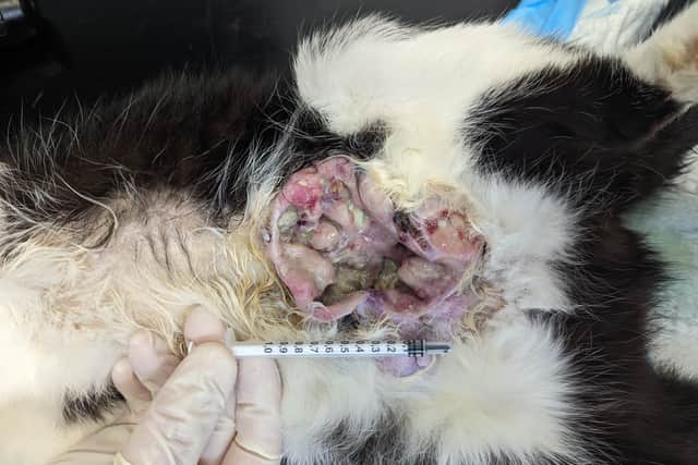 Millie's wound was the worst the RSPCA staff member had ever seen on a cat (Photo: RSPCA/Supplied)