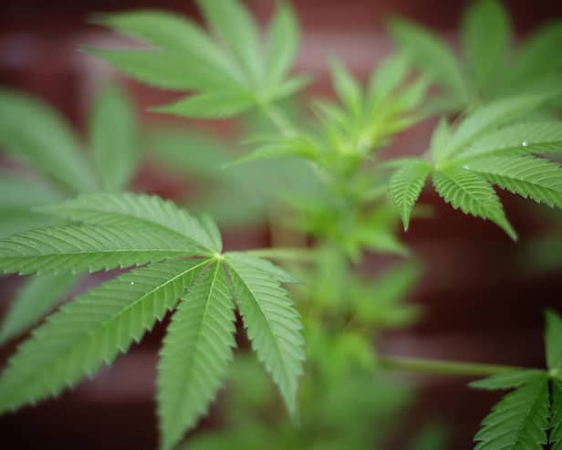 A new study suggests millions of women living with endometriosis could benefit from the use of cannabis, with a huge effect on pain management. (Credit: Getty Images)