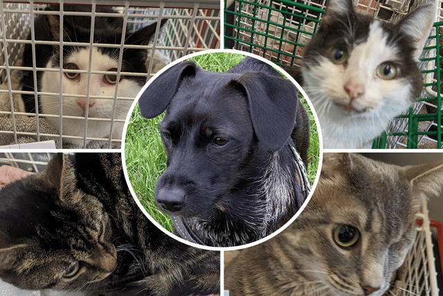 Some of Jackson's pet, many of which were found underweight with injuries from physical abuse (Photos: RSPCA/NationalWorld)