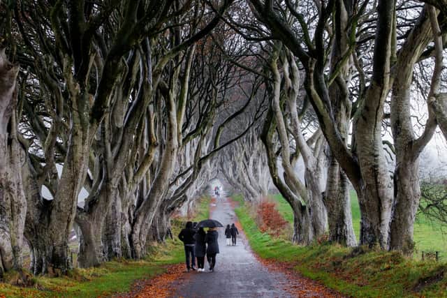 People walking along the Dark Hedges as workmen begin the operation to remove a number of the trees (Photo: Liam McBurney/PA Wire)