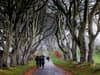 The Dark Hedges: Six of the famous beech trees to be felled to protect Game of Thrones tourists