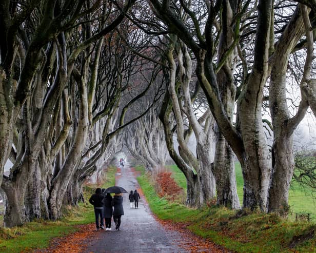 People walking along the Dark Hedges as workmen begin the operation to remove a number of the trees (Photo: Liam McBurney/PA Wire)