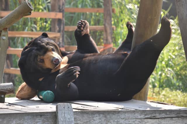 A sun bear named Murphy enjoying his new life in a sanctuary (Photo: Animals Asia/Supplied)