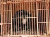 What is bear bile farming? Celebrity A-listers join campaign to fund sanctuary home for Vietnam's 'last 300'