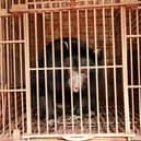 A bear farmed for its bile, which has since been rescued  (Photo: Animals Asia/Supplied)
