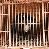 A bear farmed for its bile, which has since been rescued  (Photo: Animals Asia/Supplied)